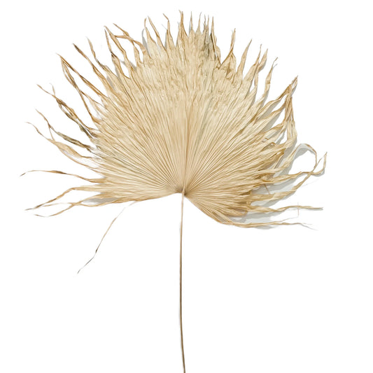 Decoração de Parede Nory