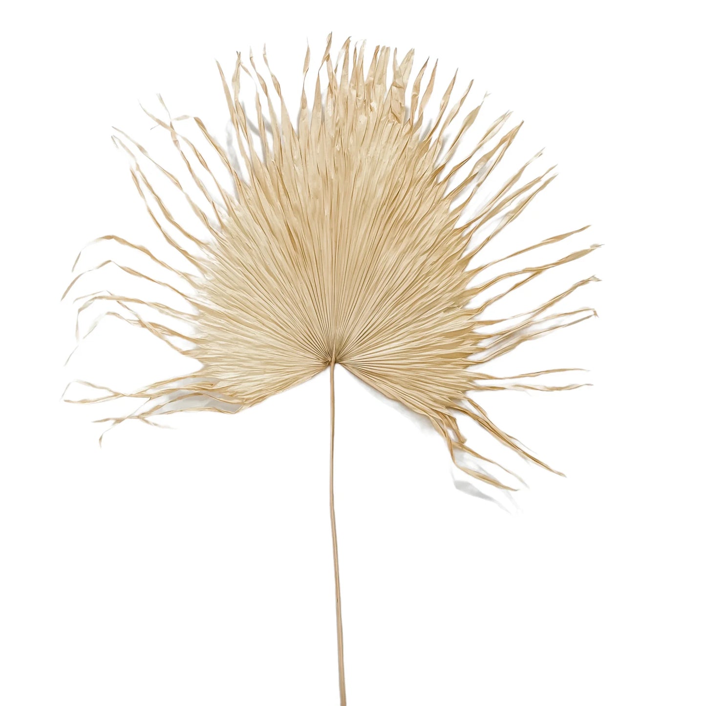 Decoração de Parede Nory